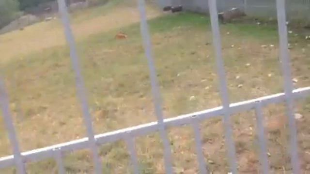 В Тебердинском заповеднике смотреть онлайн