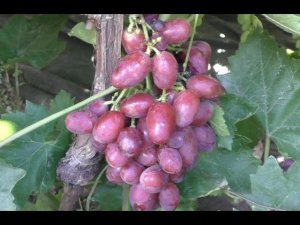 Виноград 2023. Квазар - впечатляющие сигналки.