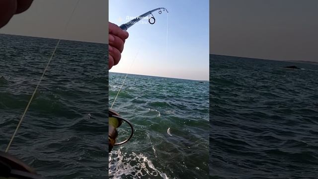 Шри-Ланка. Риба Риба.AR