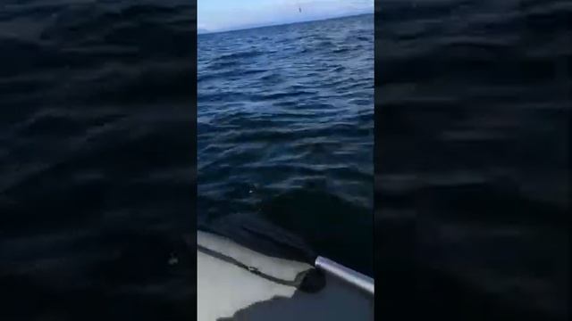 Сахалин, рыбалка смотреть онлайн