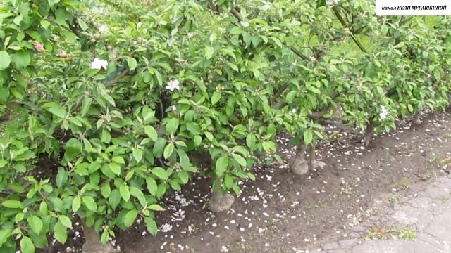 ДЕКОРАТИВНЫЙ  ФОРМОВЫЙ  САД.  СЕТЧАТЫЙ  КОРДОН.