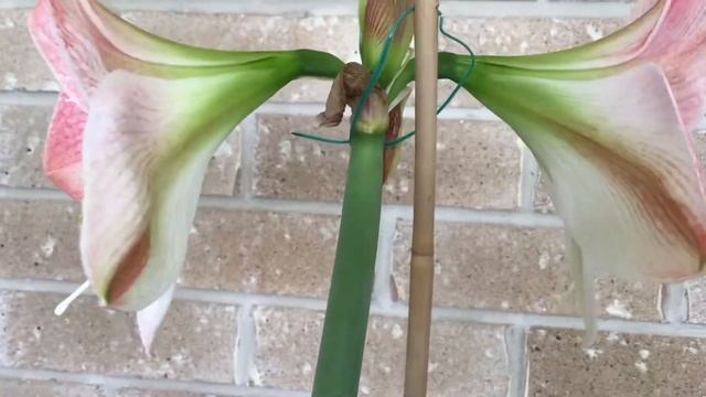 Amaryllis Hippeastrum Apple Blossom смотреть онлайн