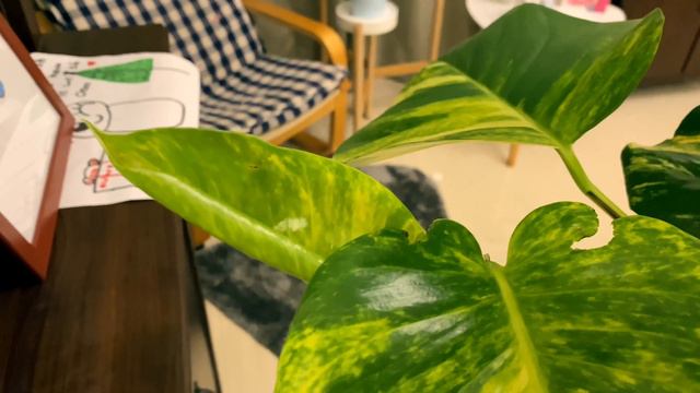 The hidden secrets of money plants | pothos смотреть онлайн