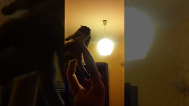 Как правильно бороться в доме с молью, или кот убийца :))) смотреть онлайн