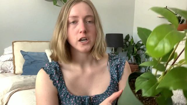 I Got More Houseplants! | Schefflera Plant Haul