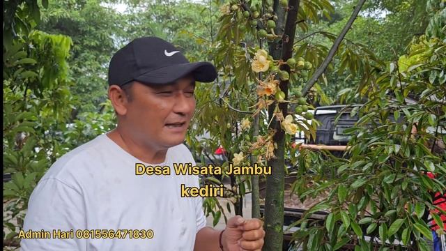 DURIAN MUSANGKING BERBUAH DALAM POT смотреть онлайн