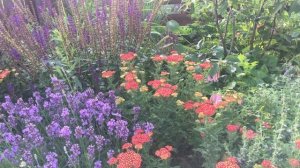 Тысячелистник 'Summer Carmine' и 'Paprika'. Обзор сортов. Сильные стороны и недостатки.