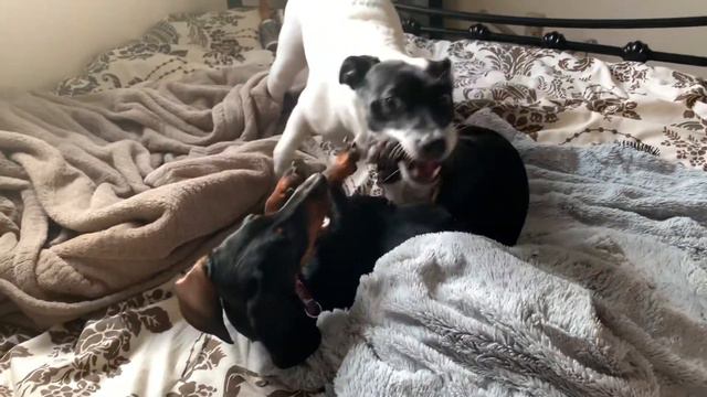 Джек Рассел против таксы 2 смотреть онлайн