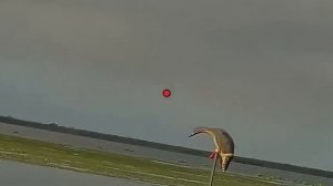 Как правильно стрелять по уткам влет!  Камера для охоты.