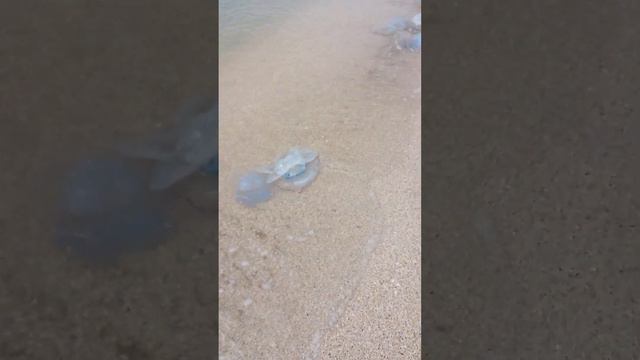 Азовское море, должанская коса, купаться не возможно одни медузы! смотреть онлайн