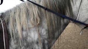 Кто лошади заплетает гриву?