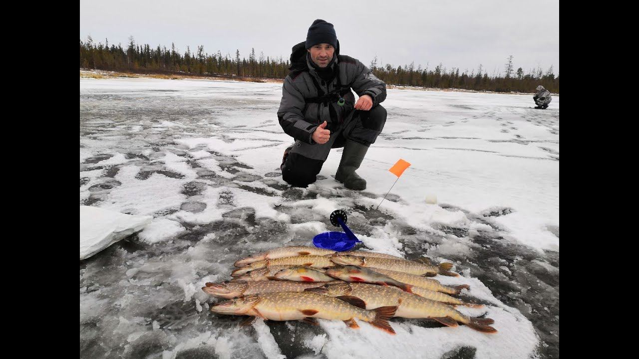 Расставил жерлицы по первому льду. Разведка по щучим местам. Я и недумал что здесь такие щуки есть. смотреть онлайн