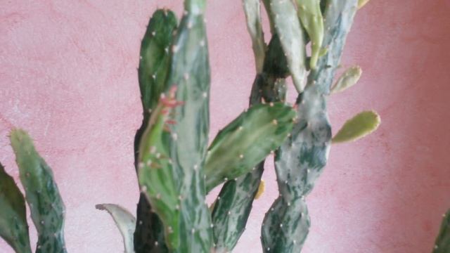 Opuntia monacantha fma. variegada monstruosa.? смотреть онлайн