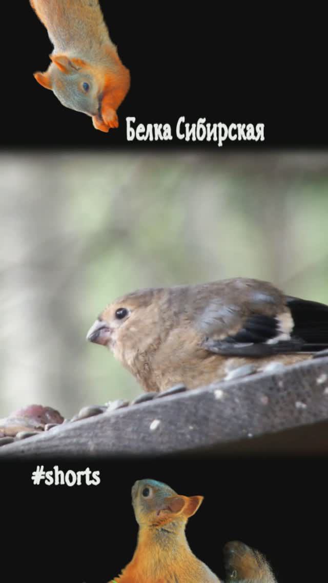 Птенец снегиря стал самостоятельным