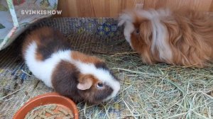 ЧТО ДЕЛАТЬ, ЕСЛИ У МОРСКОЙ СВИНКИ ЖИДКИЙ СТУЛ? Сколько ТРАВЫ давать? SvinkiShow