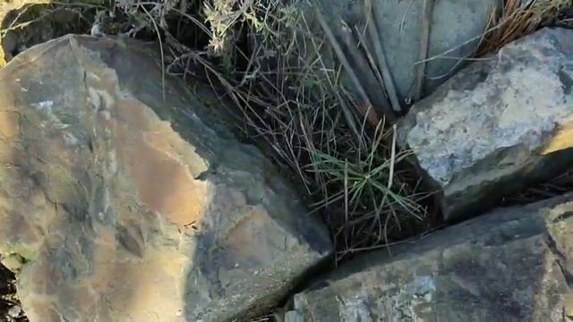 Новогодние посадки лесосадов! смотреть онлайн