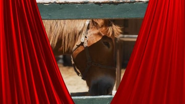 Guess the Animal Sound Game | 10 Animal Sounds Quiz | Animal Trivia