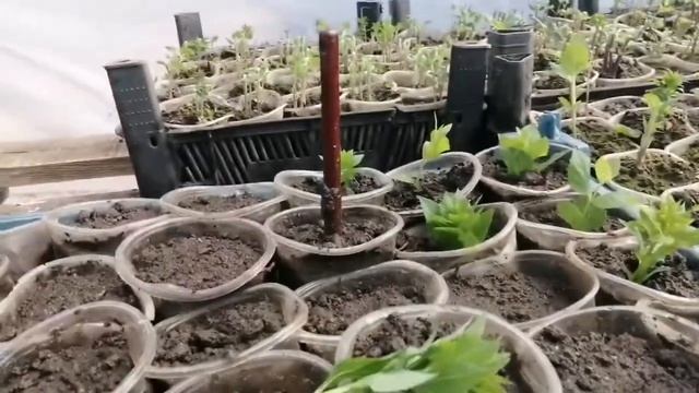 ПЛАТИКАДОН синий пробудился? Формируем кусты и черенкуем!✂️ смотреть онлайн