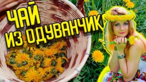 Как сделать полезный чай из одуванчиков
