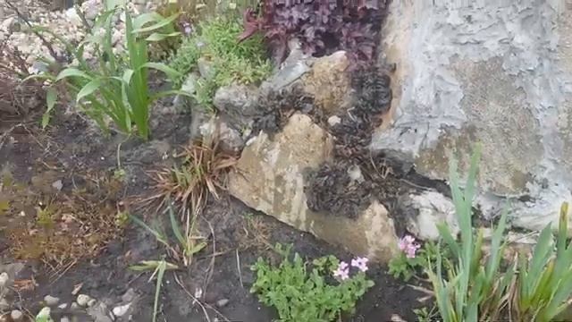 Обзор сада 12.05.22/ Холодная весна/Что растёт, что цветёт смотреть онлайн