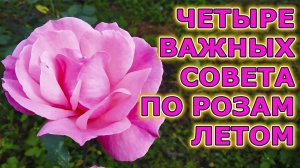 Четыре важных совета по уходу за розами во время цветения летом на даче. Розы уход и выращивание.