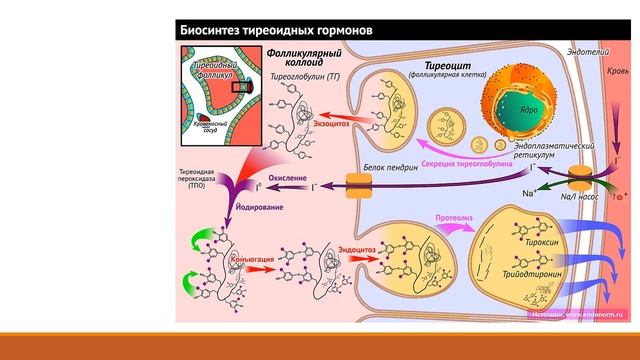 ГИПОТИРЕОЗ. Клинический случай. Ситуациялық есепті талдау №2 смотреть онлайн