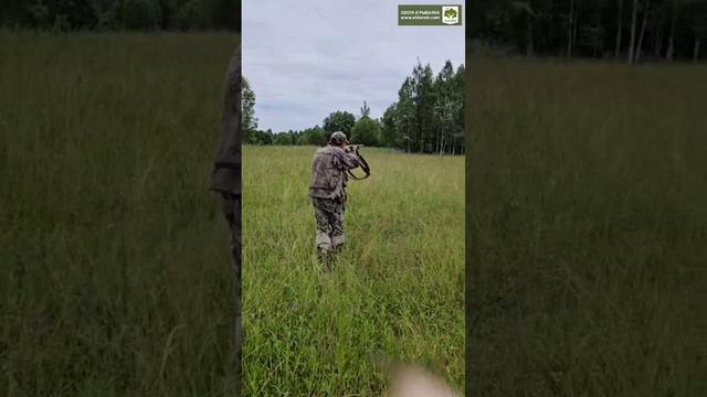 Охота с молодыми собаками смотреть онлайн