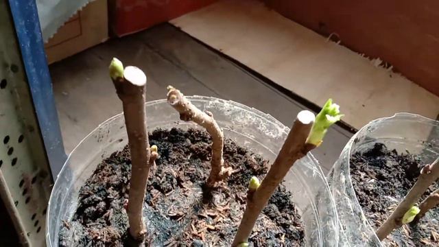 MULBERRIES TARA AT MAGTANIM смотреть онлайн