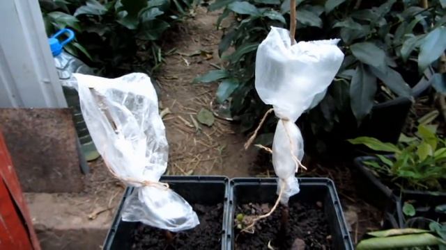 Попробовал привить хурму смотреть онлайн