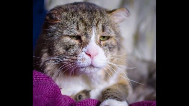 Котик плакал и молил о помощи, но никто не подходил. Посмотрите, что произошло дальше. смотреть онлайн