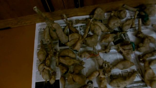 Что случилось с георгинами ! Проверенный способ пробуждения георгинов.