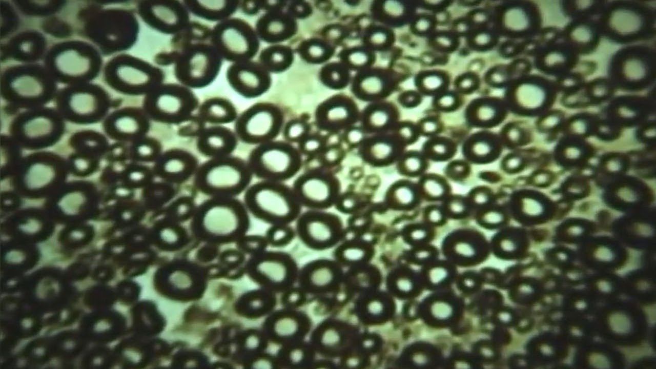 Общая анатомия проводящих путей. (stopsoznanie.ru)