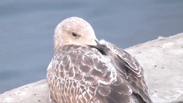 Сохраняйте духовность, питаясь за столом Иеговы смотреть онлайн