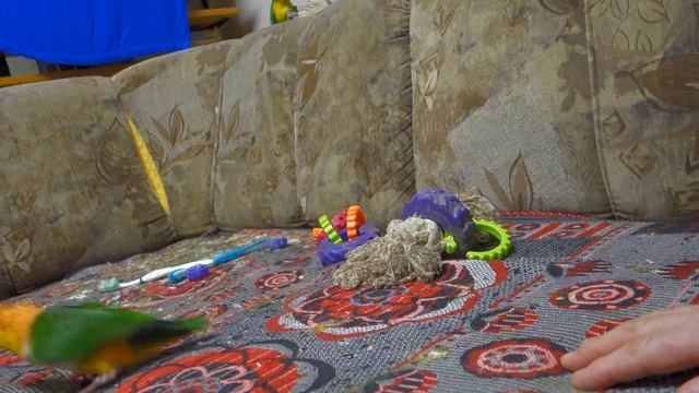 Рыжеголовый попрыгунчик. смотреть онлайн