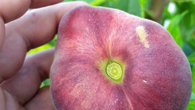 Инжирный Персик Свит Ринг смотреть онлайн