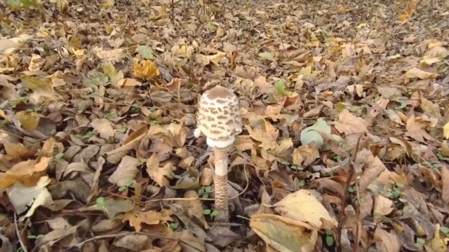 Поляны зонтиков в лесах Краснодарского края и последние медовые опятки! Грибная охота октябре! смотреть онлайн