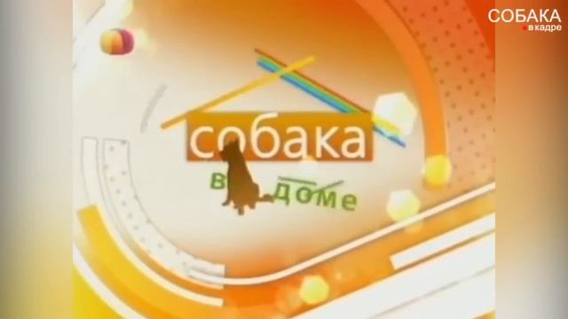 Акита. Воспитание щенка. "Собака в доме". смотреть онлайн