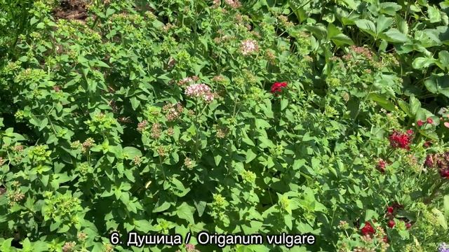 12 Диких Многолетников Из Семян Для Необычного Сада! смотреть онлайн