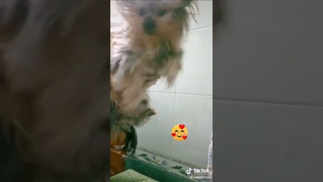 Сушимся после купания) #йорк смотреть онлайн