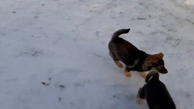 Щенки  Всл  2 месяца