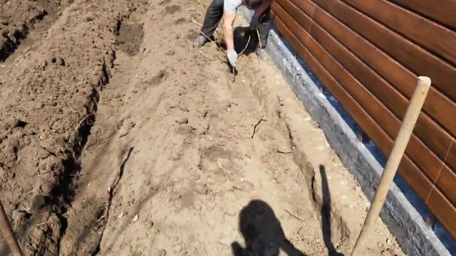 Пересадка малины весной!