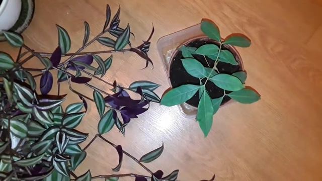 😅 НА ТАНЦУЛЬКИ ХОДИШЬ ! 😂 А ПРО ЦВЕТЫ - ЗАБЫЛА ! 🌿🌾☘ смотреть онлайн