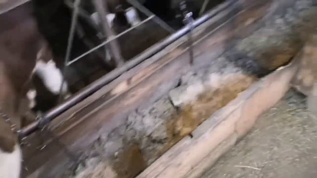 Замерил бычка лентой перед забоем смотреть онлайн