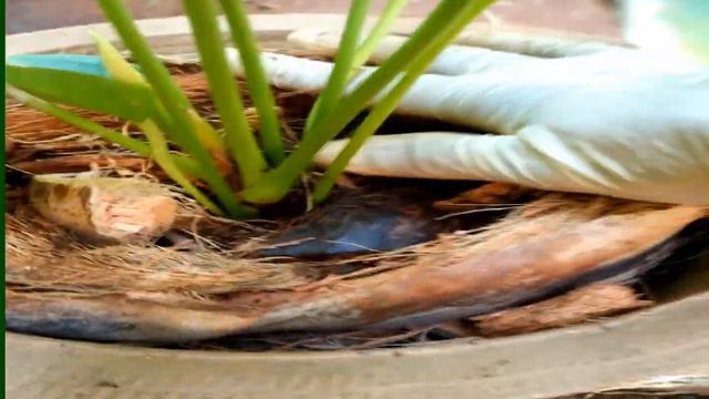 Best Potting Mix for Anthurium Plant In Pot /How To Grow Anthurium Plant /Repotting plants/Care tip смотреть онлайн