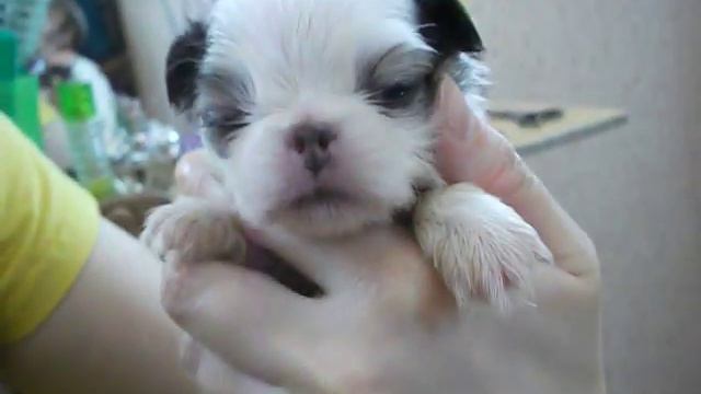 Щенки японского хина. смотреть онлайн