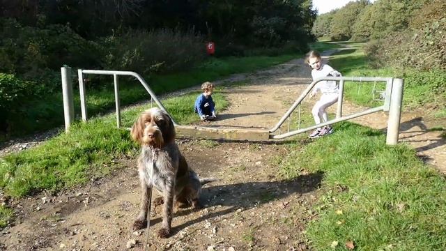 Fabio - Training Your Italian Spinone - 4 Weeks Residential Dog Training смотреть онлайн