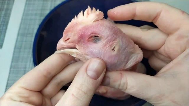 Наваристый Бульон из КУРИНЫХ ГОЛОВ. Куриные Мозги. смотреть онлайн