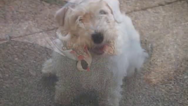 Meet the Sealyham Terrier смотреть онлайн