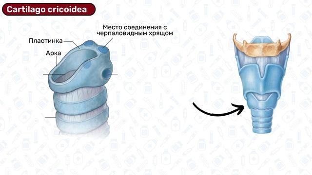 Гортань анатомия: хрящи гортани, строение гортани, связки гортани, щитовидный хрящ, перстневидный