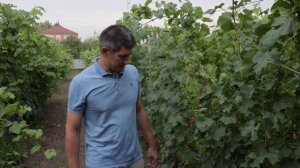 Виноград - Красава